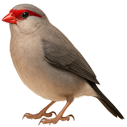 Black-rumped Waxbill